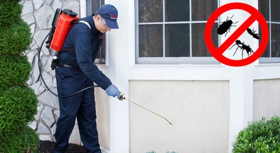 Bademler Kemirgen İlaçlama böcek ilaçlama ve haşere kontrolü — ilaclama-tr.com